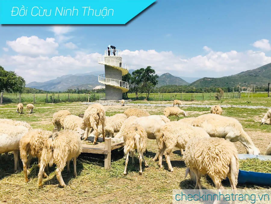 Đồng Cừu Ninh Thuận